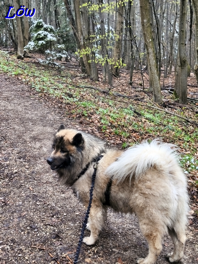 10.4.2026 - Auf den B&auml;umen liegt Schnee!